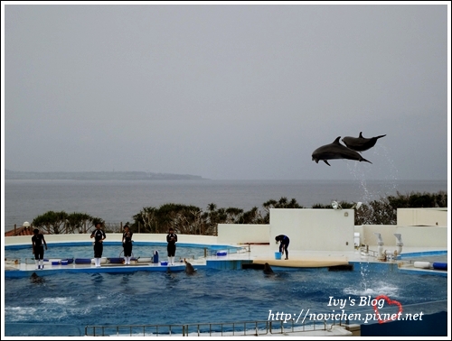 水族館_29