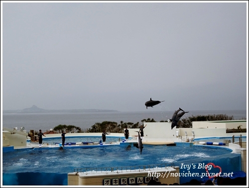 水族館_31