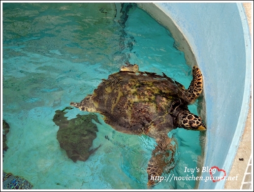 水族館_43