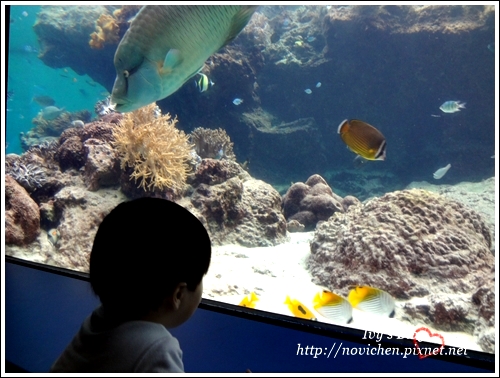 水族館_52