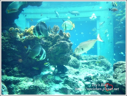 水族館_55