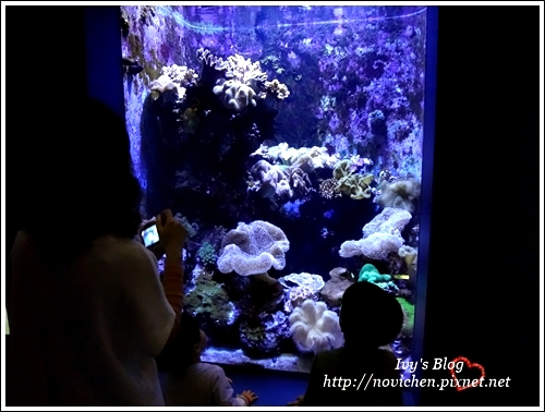 水族館_59