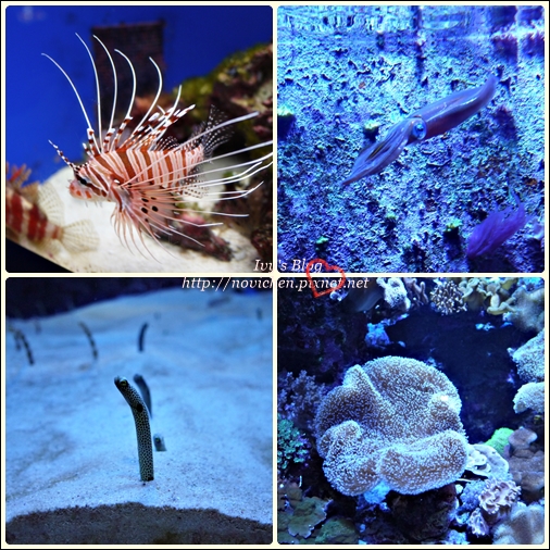 水族館_61