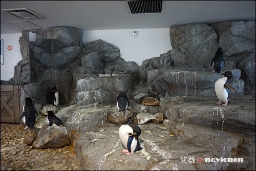Day2_海遊館_46.JPG