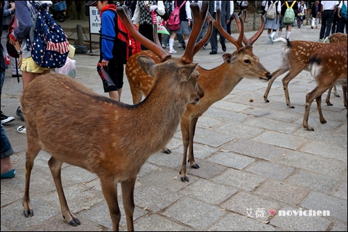 Day5_東大寺_10.JPG