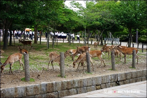 Day5_東大寺_11.JPG