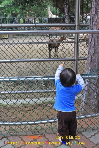 [1Y8M4W] 0417 新竹動物園_6.JPG