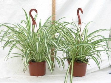 chlorophytum_comosum_spider_plant_variegated_