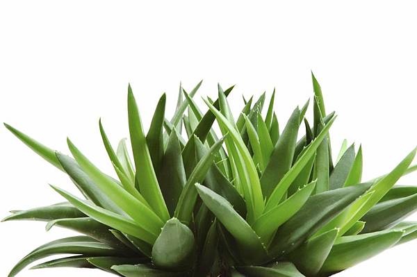 aloe vera plant