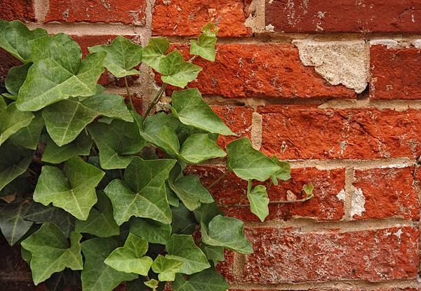 Ivy_Hedera_Red_Brick_Wall_2892px