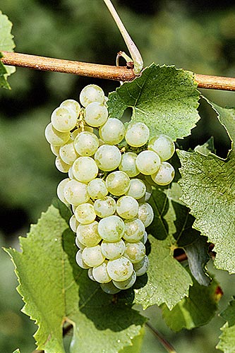 Chardonnay