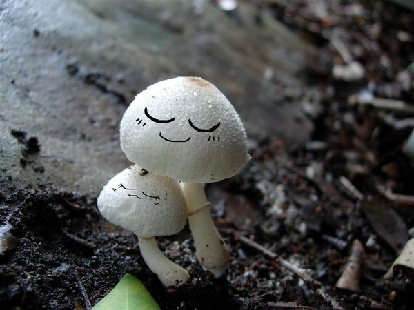 可愛小香菇