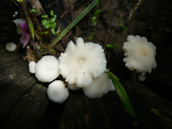 Limacella illinita 汙黏傘?