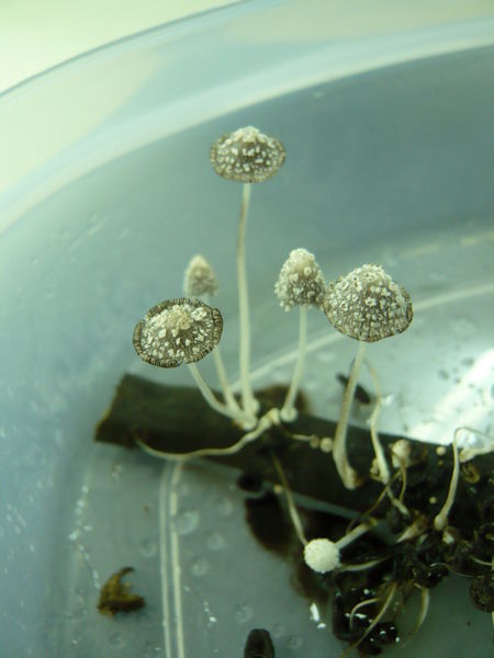 還是某種鬼傘...囧rz