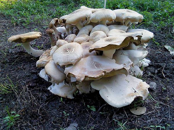 DSC00023.JPG DSC00023.JPG