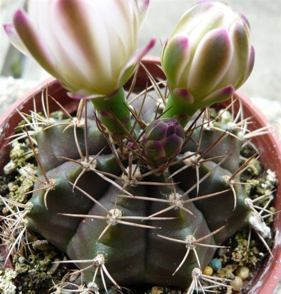麗蛇丸Gymnocalycium damsii 白花