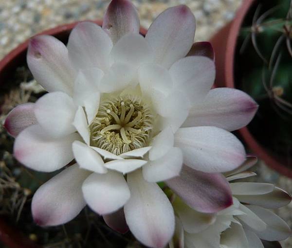麗蛇丸Gymnocalycium damsii 白花
