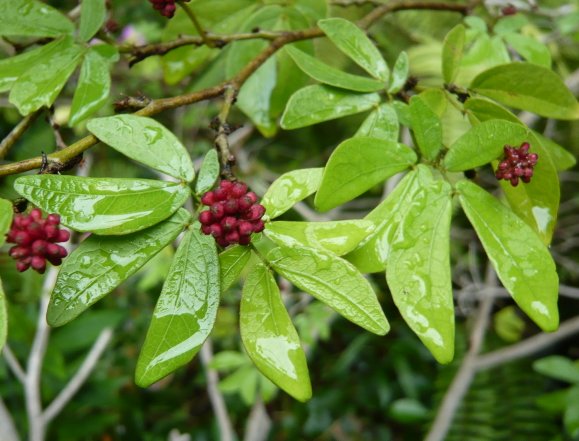 Calliandra emarginata2.jpg Calliandra emarginata2.jpg