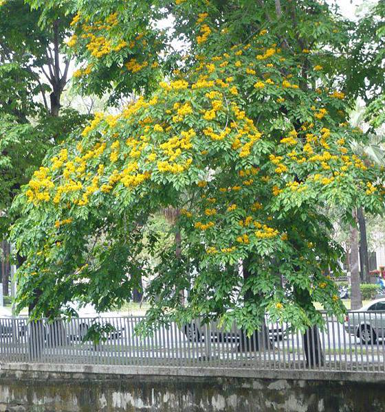 印度紫檀.jpg 印度紫檀.jpg