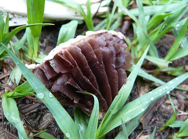 不知名的香菇.jpg 不知名的香菇.jpg