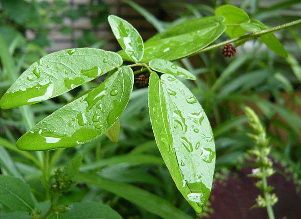 Calliandra emarginata.jpg Calliandra emarginata.jpg