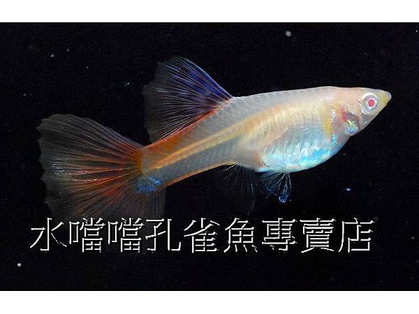 水噹噹孔雀魚專賣店007