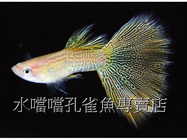 水噹噹孔雀魚專賣店003 水噹噹孔雀魚專賣店003