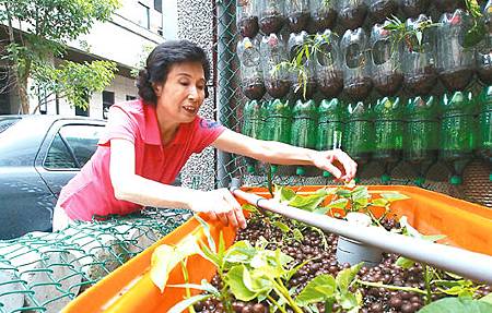 下養魚上種菜 「魚菜共生」開心農場