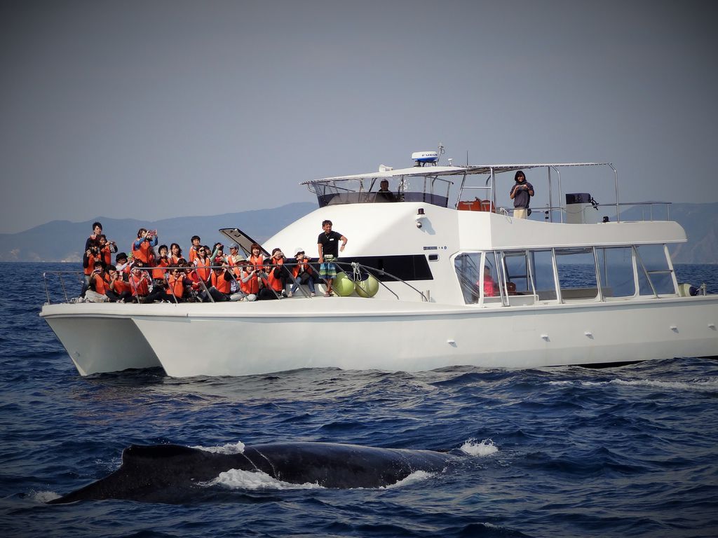 鲸】 冬季限定!与野生座头鲸的相遇之旅介绍,冲