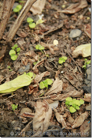 羅勒發芽 羅勒發芽