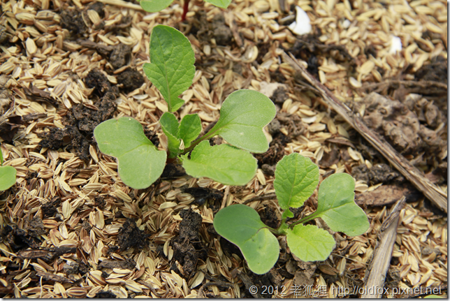 長出本葉 長出本葉