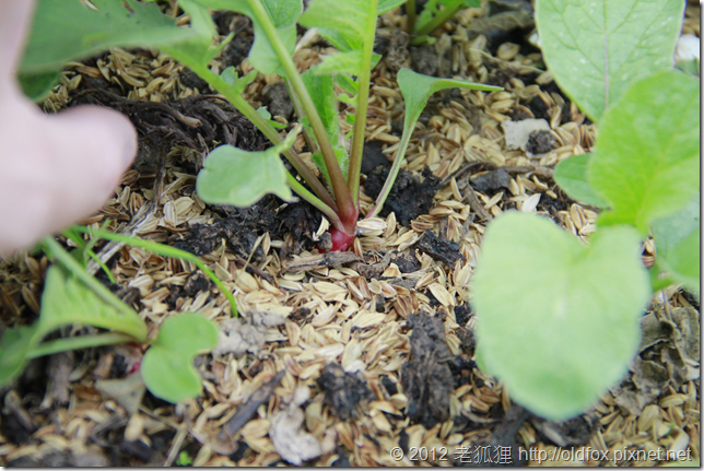 逐漸長大的蘿蔔