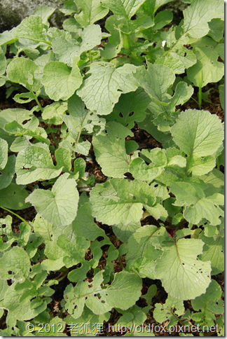 櫻桃蘿蔔的葉子