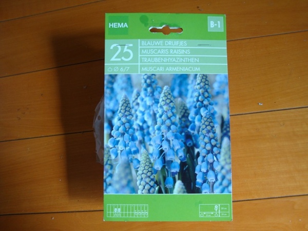 25498122:葡萄風信子的開花記 25498122:葡萄風信子的開花記
