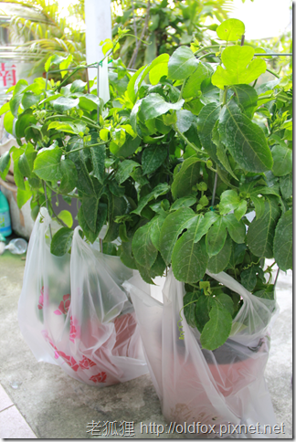 2010百香果 2010百香果