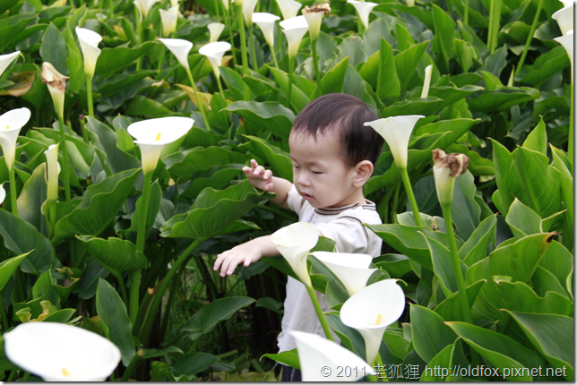 海芋田中的小雍 海芋田中的小雍