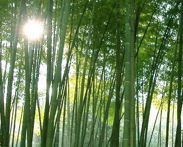 竹林 竹林