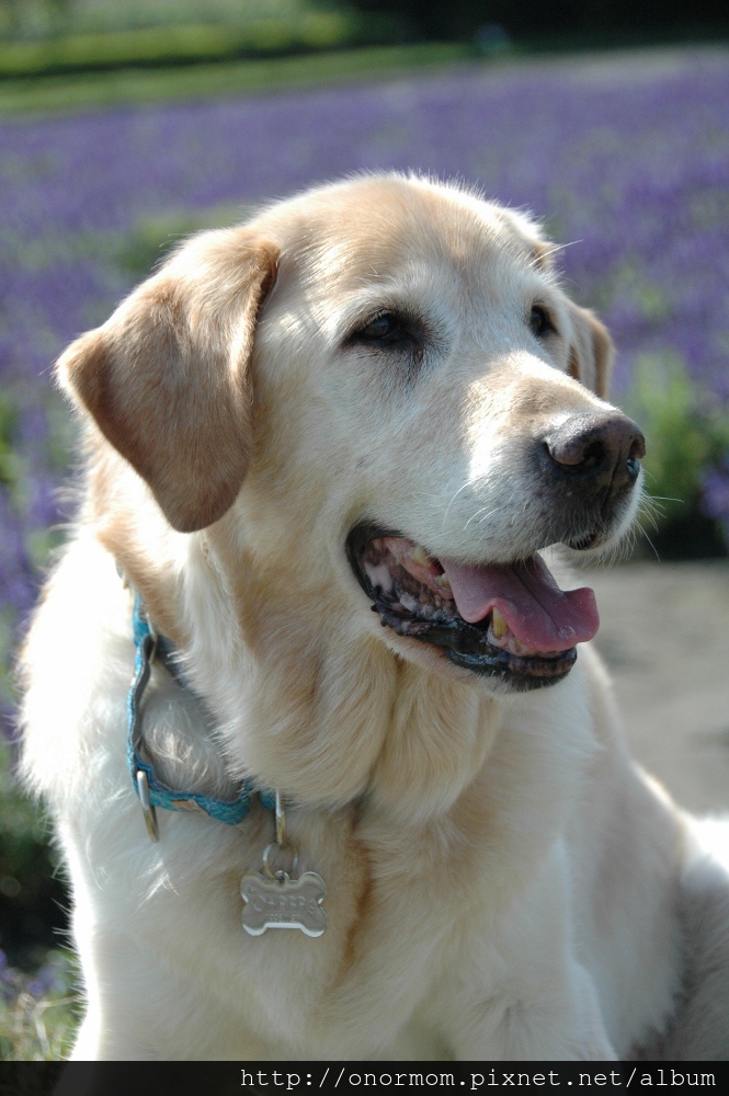 ohara-1 (665x1000) - 複製.jpg ohara-1 (665x1000) - 複製.jpg