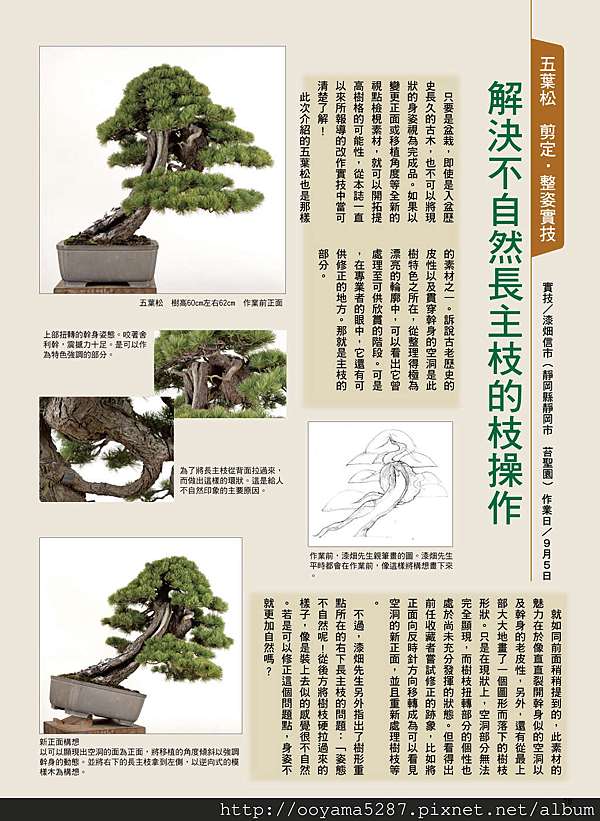 五葉松剪定實技 以初學者為對象的纏繞鐵絲的訣竅 綠生活實業盆栽園藝資材grace Life Bonsai 痞客邦