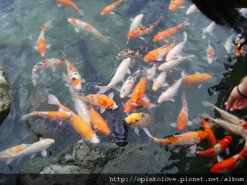 好多大魚小魚