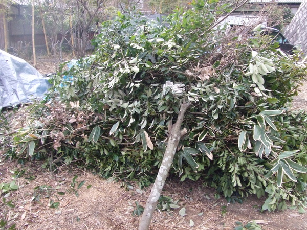 20100217 007.JPG 20100217 007.JPG