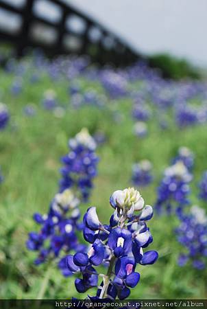 Bluebonnet 2015-04-06 174