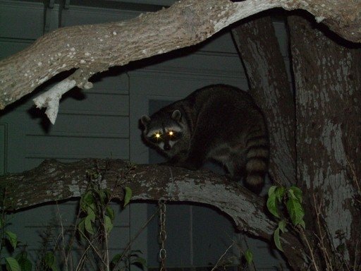raccoon.jpg raccoon.jpg