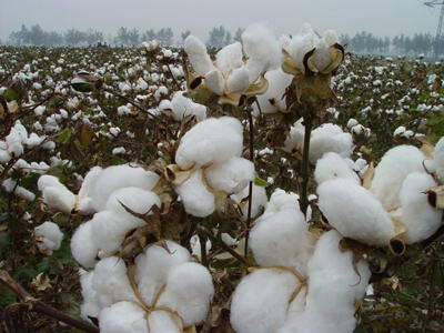 COTTON1.jpg COTTON1.jpg