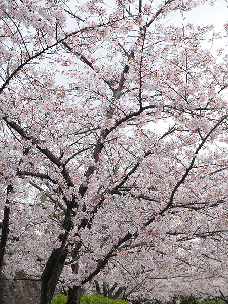 DSC00719.jpg DSC00719.jpg