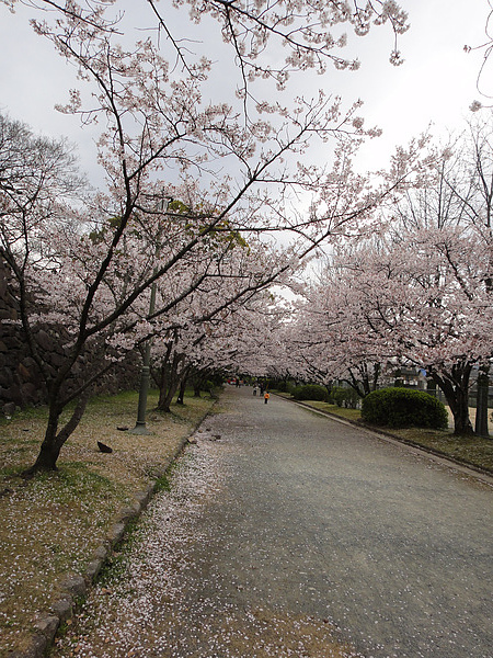 DSC00723.jpg DSC00723.jpg