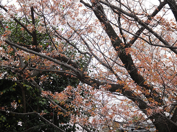 DSC00444.jpg DSC00444.jpg