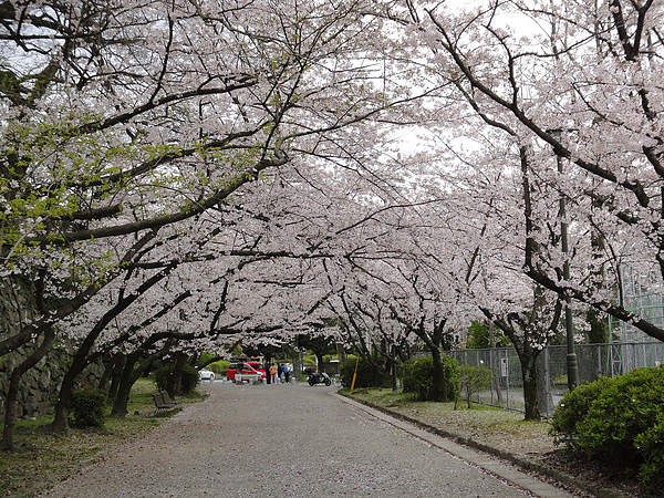 DSC00736.jpg DSC00736.jpg