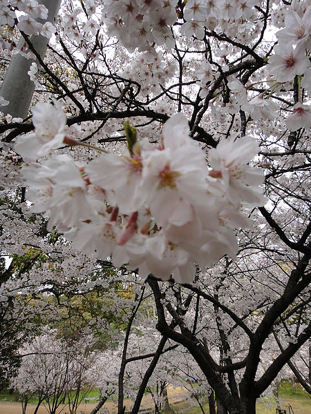 DSC00500.jpg DSC00500.jpg