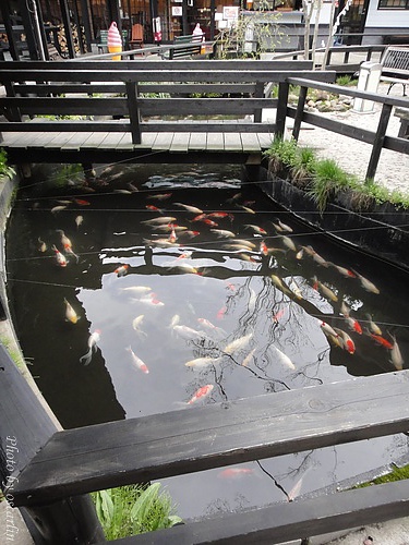 DSC02572.jpg DSC02572.jpg